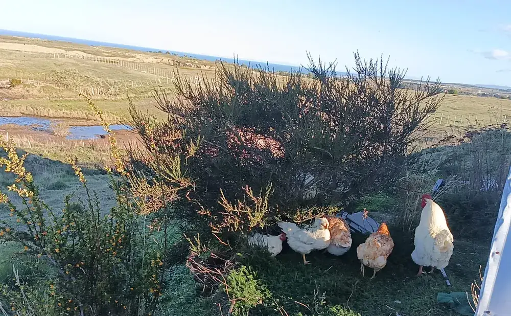 Calafate en flor y gallinas bajo un arbusto, con la estepa y el mar al fondo